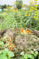 Indian Cress on a Compost Heap