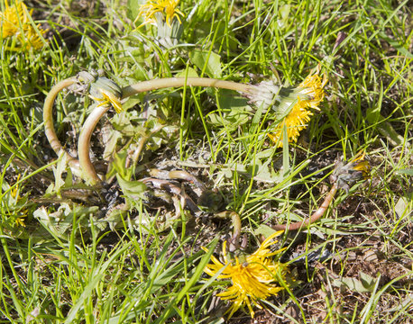 Dandelion Dying In Lawn After Treatment Of Weedkiller