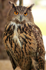 Eagle Owl/An eagle owl