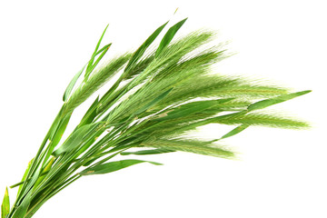 Fototapeta premium Green spikelets, isolated on white