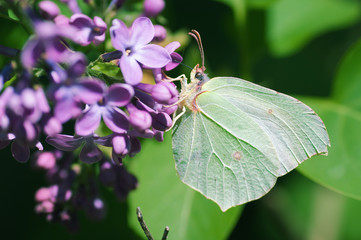 Butterfly on a pink flower
