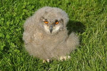 Uhuküken im Gras