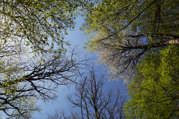 Background from the tops of trees against the blue sky.