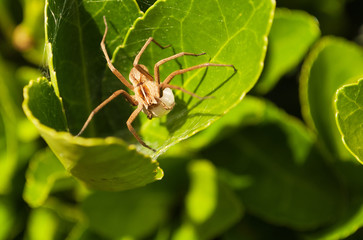 little spider through the green leaves of a plant