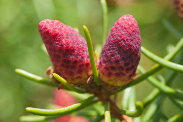 Red cones on a pine branch