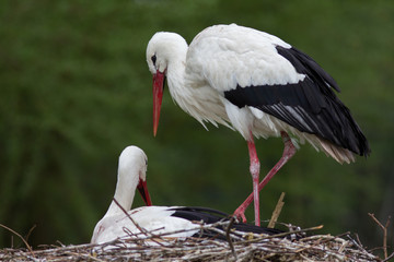 Weißstorch ( Cinea cinea )