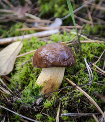 Wild Mushroom