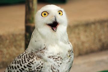 White eagle Owl/An eagle owl
