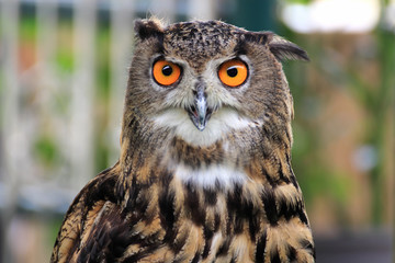 An eagle owl