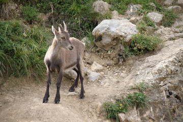 bouquetin