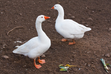 Naklejka na ściany i meble domestic farm animals white geese