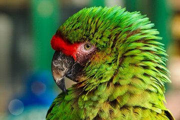 Green Parrot Portrait