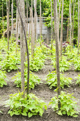 Fototapeta na wymiar Bean Plants in a Vegetable Garden Patch