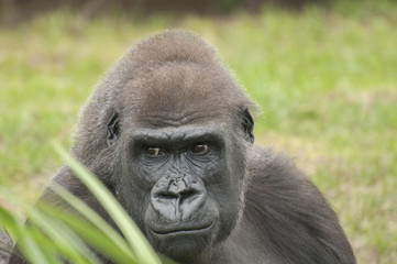 Obraz premium Gorilla