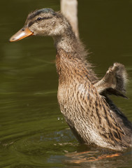 Small mallard