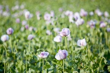 Fototapeta premium purple poppy flower field
