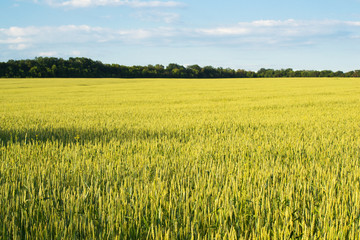 Field of wheat