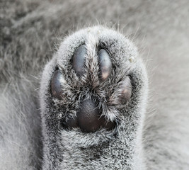 Cat paw detail