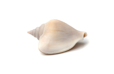 sea shell .