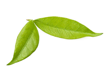 Fototapeta premium leaves of jasmine close up on the white