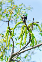 Blossoming walnut on  blue  sky backgruond