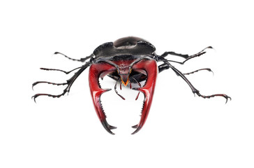 Brown stag beetle Lucanus cervus