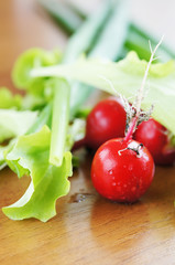 Fresh salad leaves  and red radish on a table