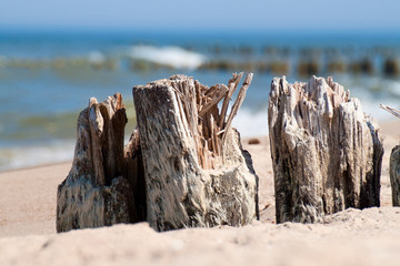 Baltic sea coast - wooden breakwaters closeup.