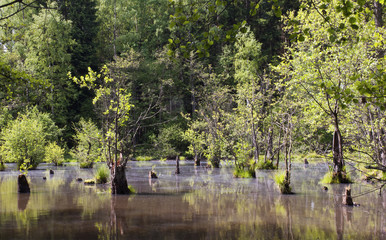 Fototapeta na wymiar Trees reflecting in the water.