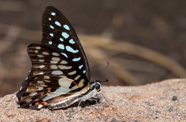 Common jay butterfly in the nature