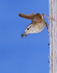 Winter wren.