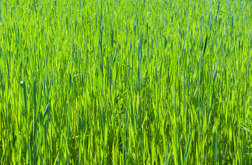 Natural background - winter crops under sunlight.