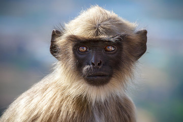 Obraz premium Black faced monkey, grey langur sitting on a tree in Rishikesh,