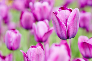 Fototapeta premium Lila Tulpen blühen im Frühling