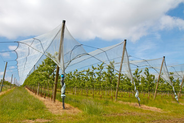 AGRICULTURE VERGERS LYONNAIS  5