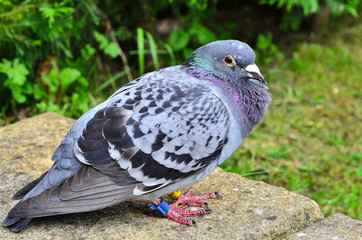 A homing racing pigeon