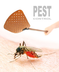 Smashing flyswatter over a sucking mosquito.