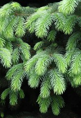 spruce tree at spring