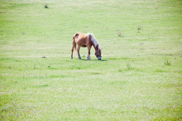 Naklejka premium Beautiful horse