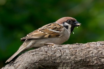 Tree sparrow with the beak full of food