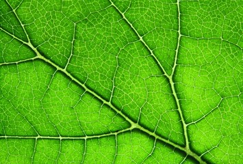 Obraz premium green leaf close up