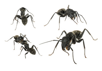 Black Ants