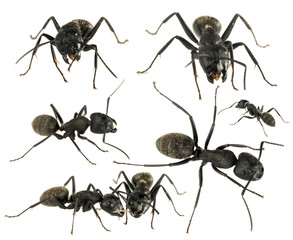 Black Ants