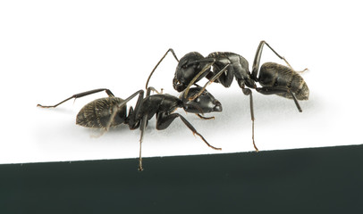 Black Ants