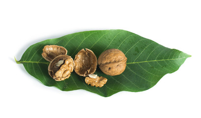 Walnuts and branch with leaves white isolated