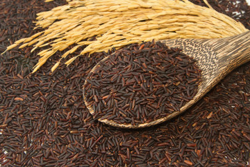 Thai black jasmine rice (Rice berry) in wooden spoon