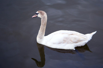 White swan floating in the blue river
