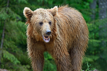 Brown bears in the Carpathians.