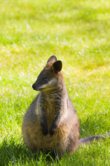 Swamp- or Black Wallaby