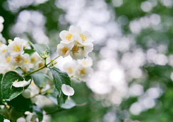 Jasmine white flowers on a tree with dew drops
